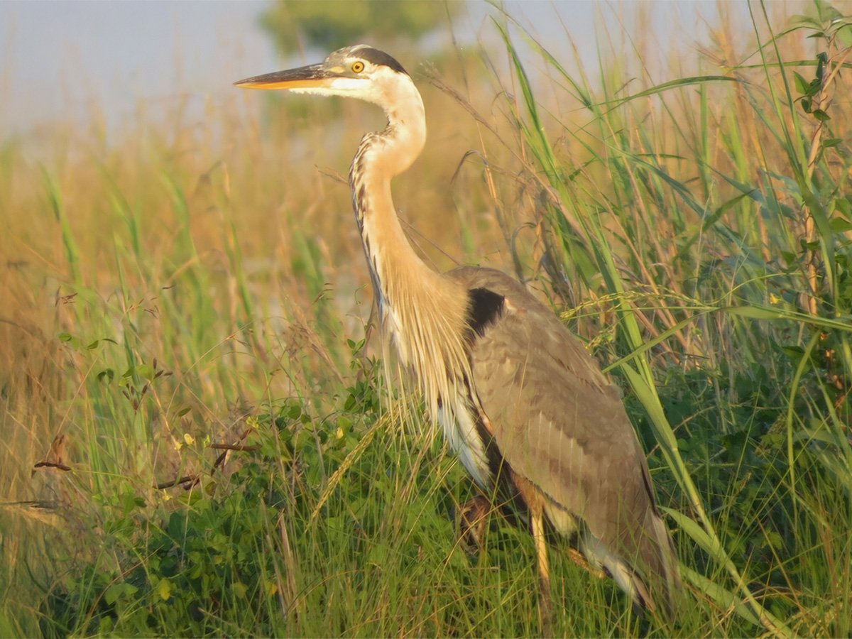 Mississippi Sandhill Crane